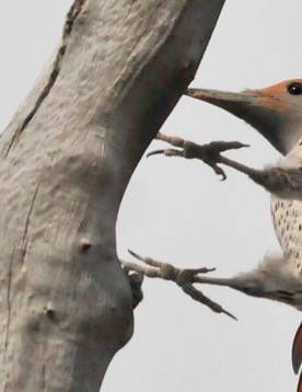 Northern Flicker on Seedskadee National Wildlife Refuge by Tom Koerner/USFWS Mountain Prairie is licensed under CC BY 2.0. NOTE: two toes front, 2 back